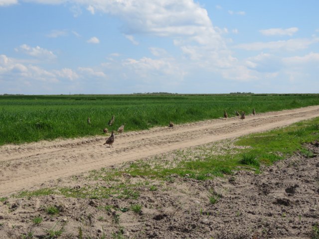 Wsiedlenie Kuropatw w łowisko 10.05.2016 obw 266 i 277